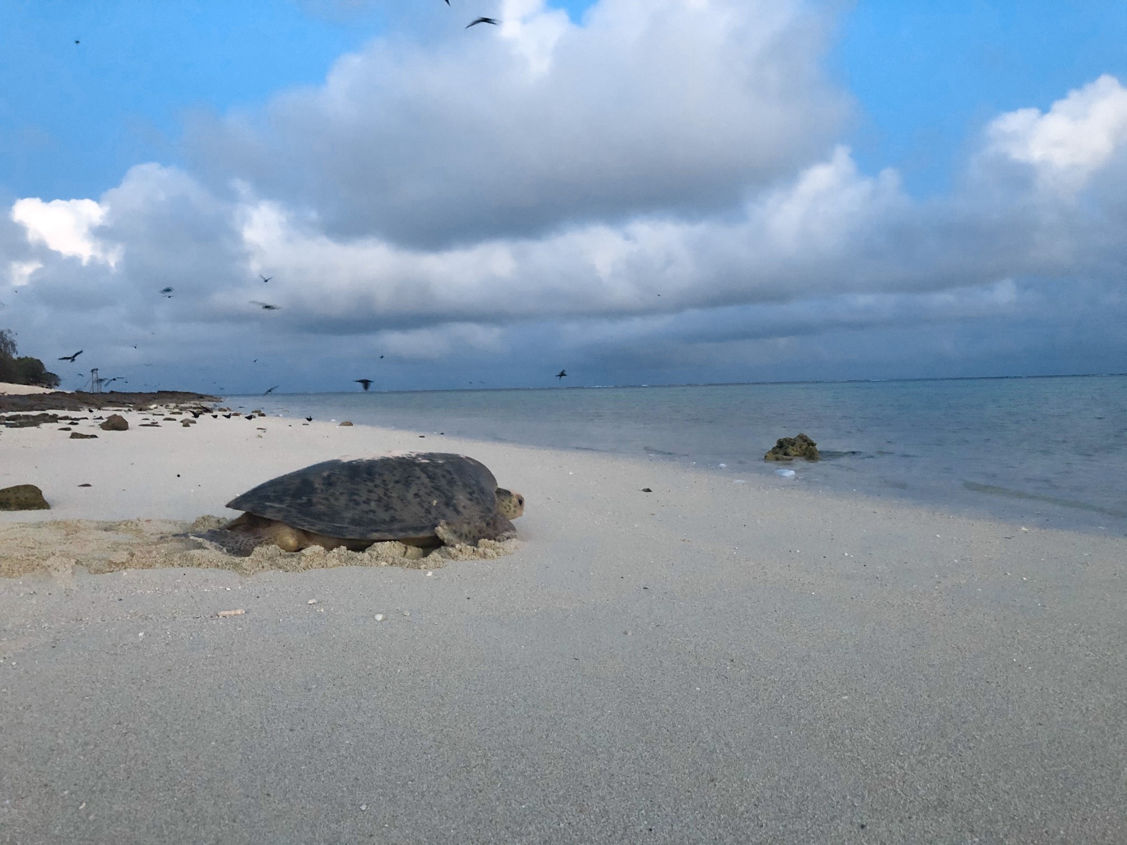 En skilpadde går på en strand